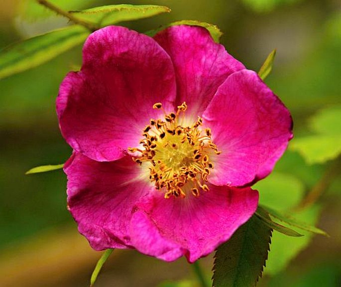 Rosa pendulina