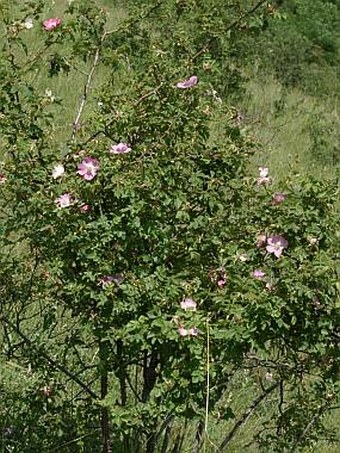 Rosa rubiginosa