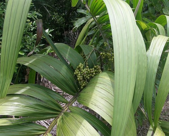 Roscheria melanochaetes