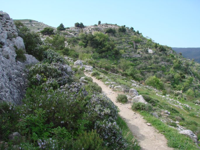 Rosmarinus officinalis