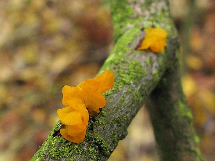 Tremella mesenterica