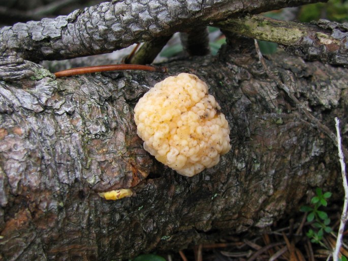 Tremella encephala