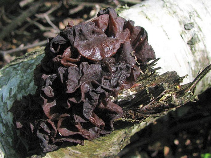 Tremella foliacea