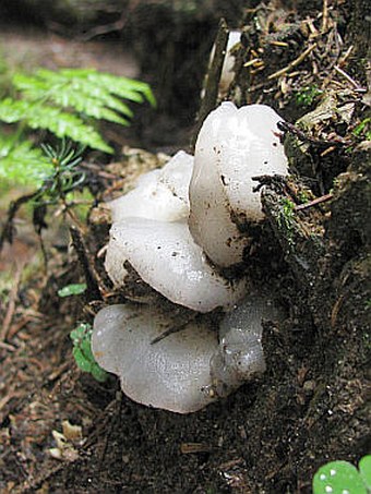 Pseudohydnum gelatinosum