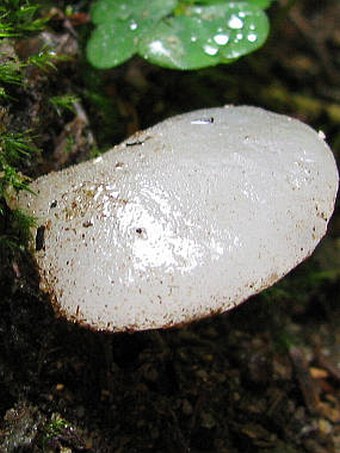 Pseudohydnum gelatinosum