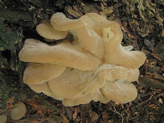 Pseudohydnum gelatinosum