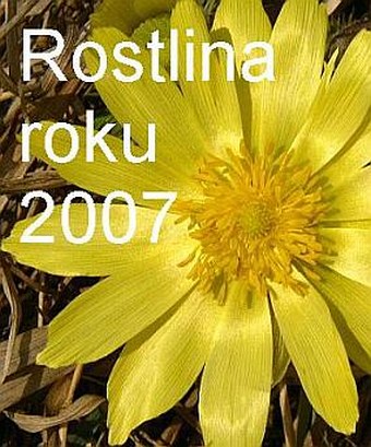 Anketa Rostlina roku 2007