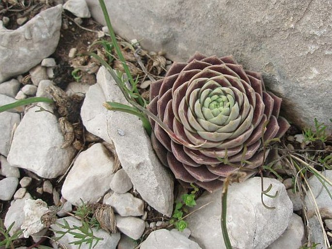 Prometheum sempervivoides