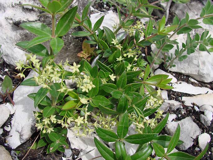 Rubia peregrina