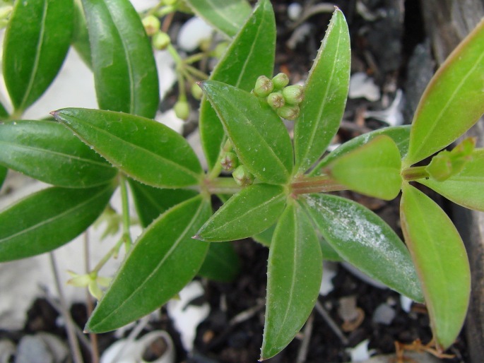 Rubia peregrina