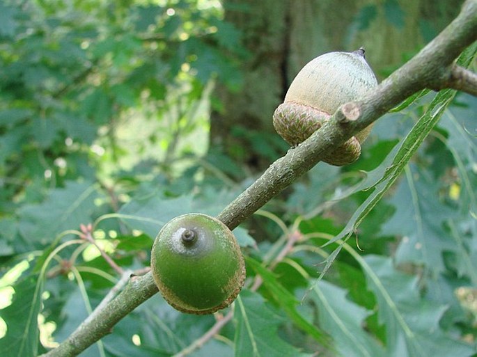 QUERCUS RUBRA L. – dub červený