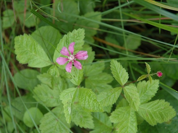 Rubus arcticus