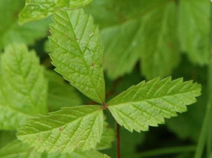 Rubus arcticus