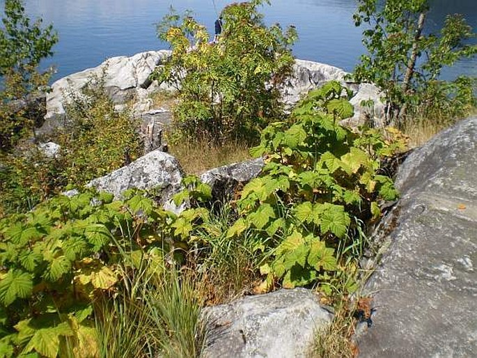 Rubus parviflorus