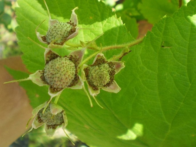 Rubus parviflorus