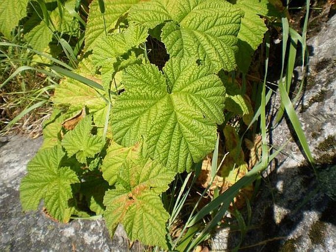 Rubus parviflorus