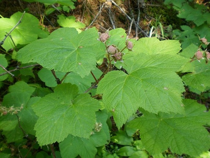 Rubus parviflorus