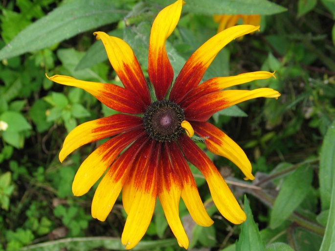 RUDBECKIA HIRTA L. – třapatka srstnatá / rudbekia srstnatá