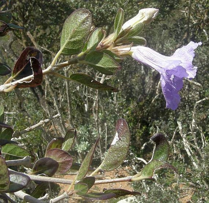 Ruellia insignis