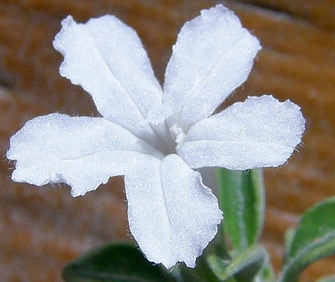 Ruellia dioscoridis