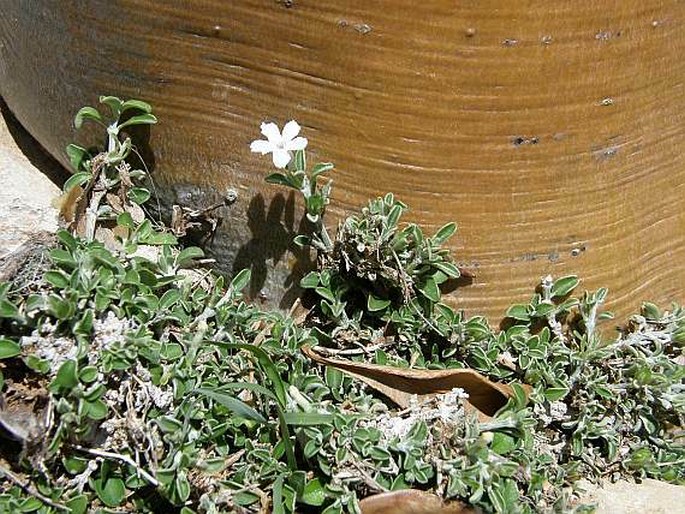 RUELLIA DIOSCORIDIS Napper