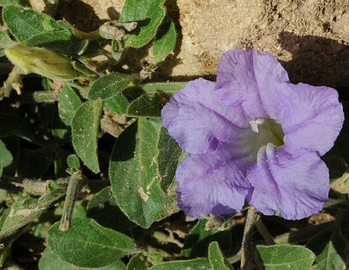 RUELLIA PATULA Jacq.