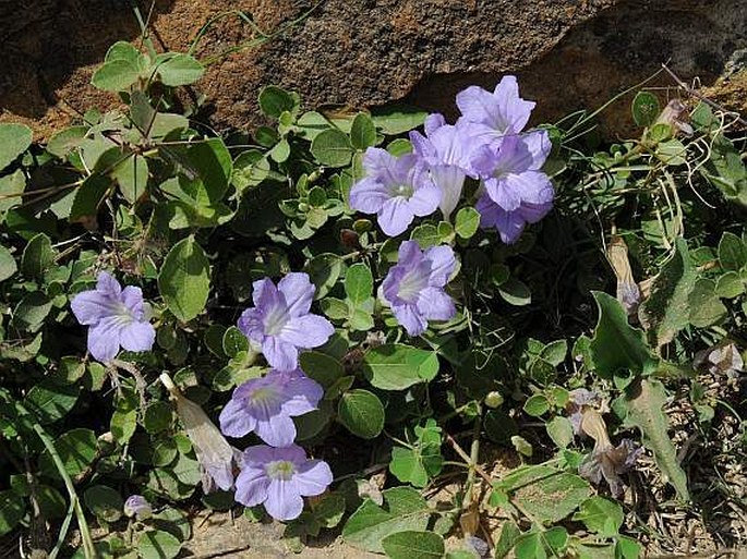 Ruellia patula