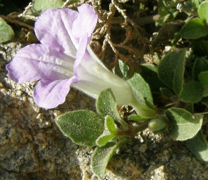 Ruellia patula