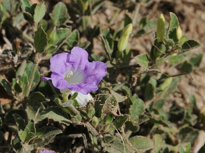 Ruellia patula