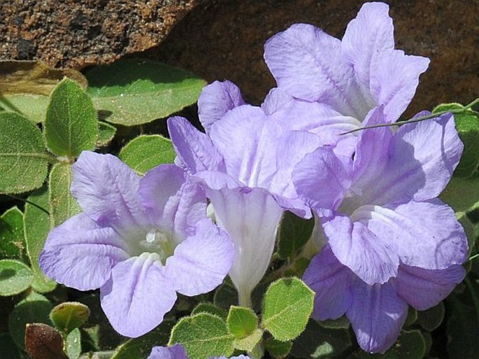 Ruellia patula