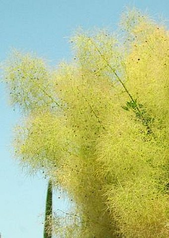 Cotinus coggygria