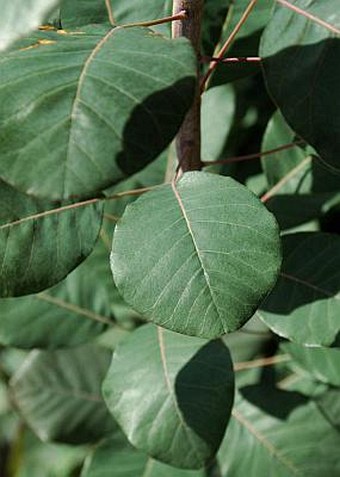 Cotinus coggygria