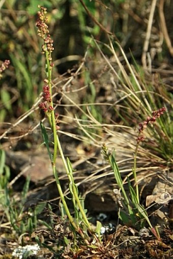 Rumex acetosella