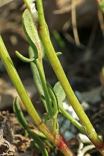 Rumex acetosella