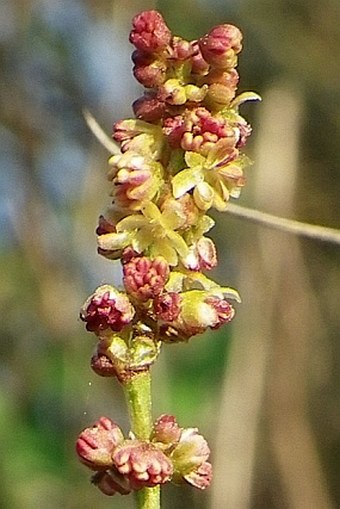 Rumex acetosella