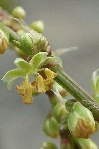 Rumex acetosella