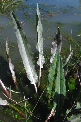 Rumex angulatus