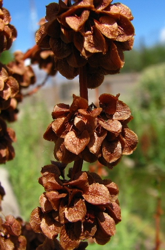 Rumex angulatus