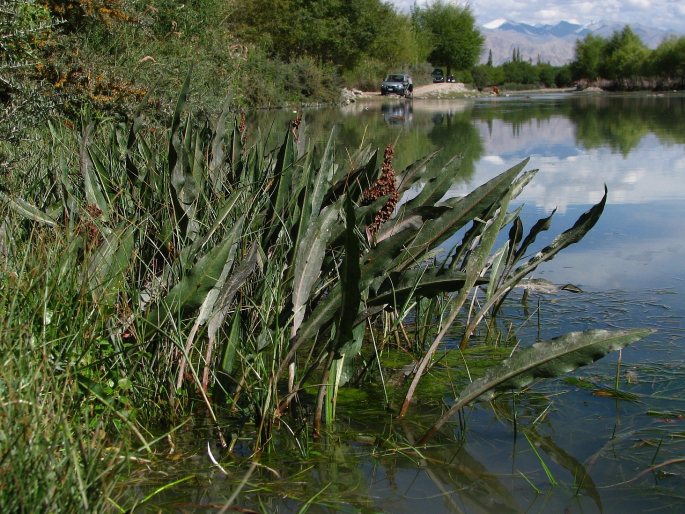 Rumex angulatus