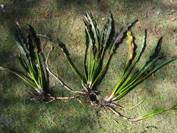 Rumex angulatus