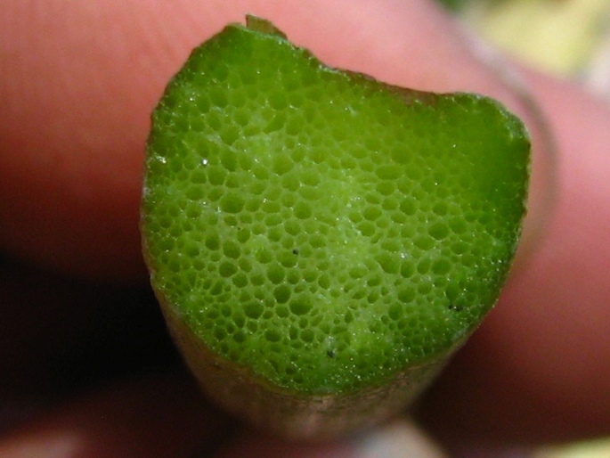 Rumex angulatus