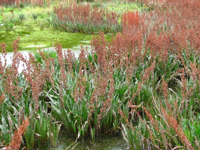 Rumex angulatus