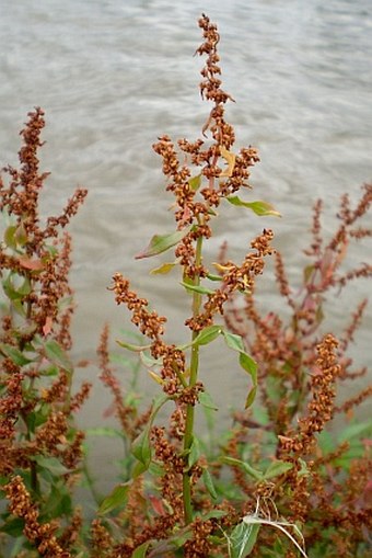 Rumex conglomeratus