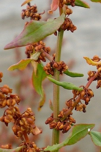 Rumex conglomeratus