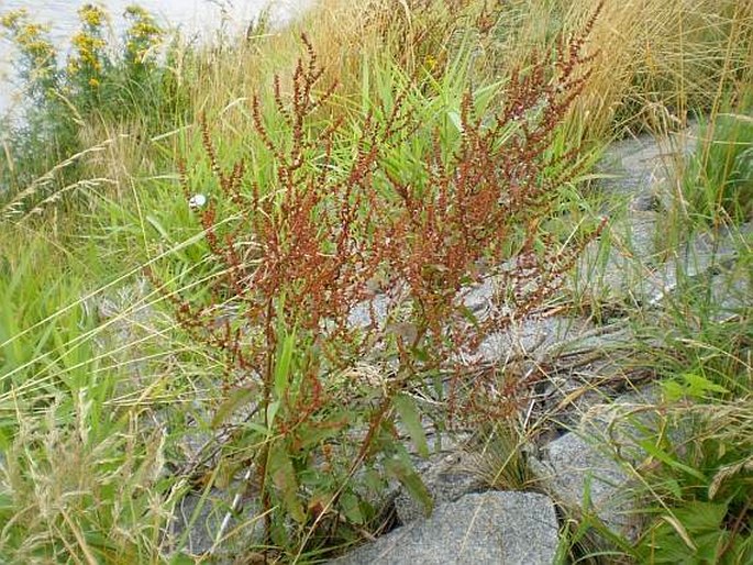 Rumex conglomeratus