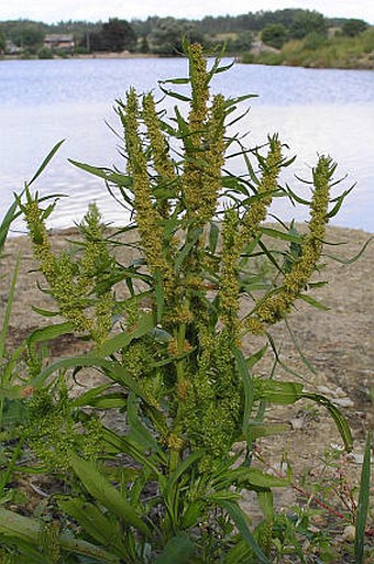 Rumex maritimus