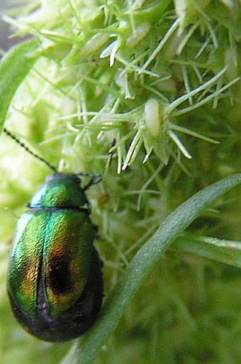 Rumex maritimus