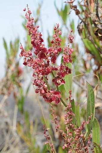 Rumex nervosus