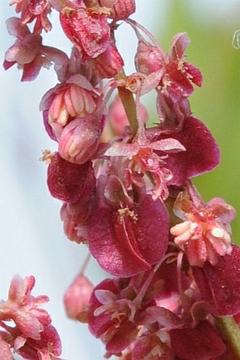 Rumex nervosus