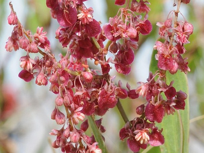 Rumex nervosus